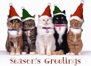funny-cat-christmas-cards